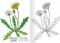 Omalov�nka A5 - Herb�� II.