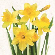 Ubrousky celoro�n� SDWI 0039 01, �lut� narcisy