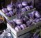 Kalend�� Provence - v�zanka