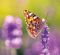 Kalend�� Provence - v�zanka