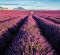 Kalend�� Provence - v�zanka