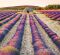 Kalend�� Provence - v�zanka