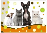 Podloka na skldn slov Puppy and kitten New