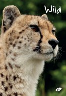 koln seit divok proda, A4, linka, 40list